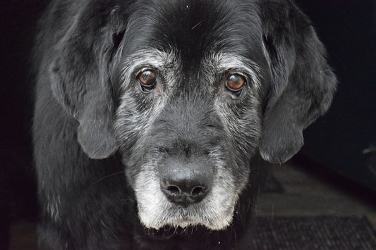 Loving Companions: A Guide to Caring for Your Elderly Dog