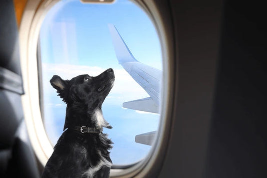 Tips and Tricks for Traveling with your Pup!