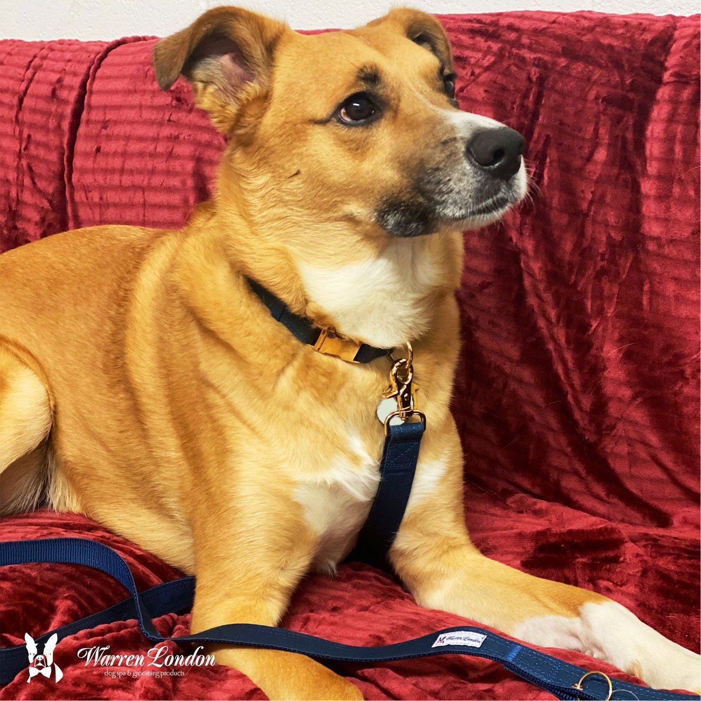 Fabric Dog Collar - Blue Leashes, Collars & Accessories Warren London