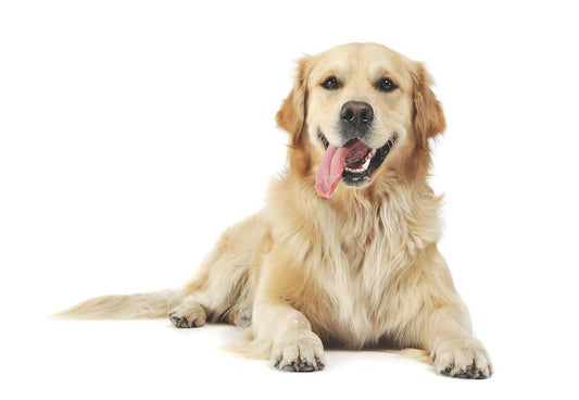 The Golden Charm: Unveiling the Heartwarming World of Golden Retrievers