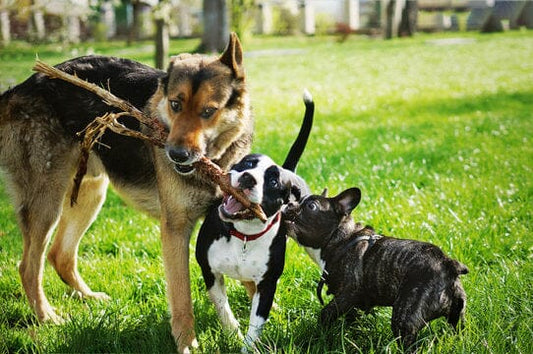 Paw-sitive Connections: The Importance of Socialization for Dogs