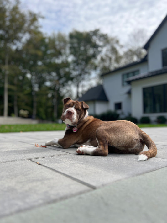 The Art of Dog Grooming: A Comprehensive Guide