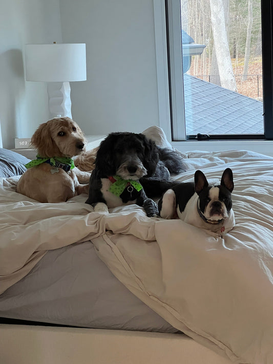 AI Generated - How to Give Your Dog A Spa Day