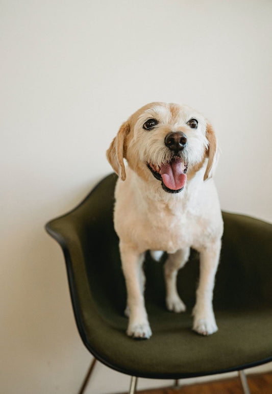 Unraveling the Mystery: Why Do Dogs Lick Their Paws?