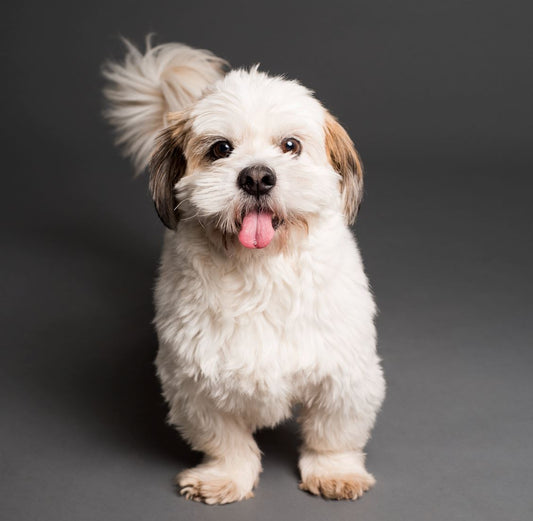 Tips for First-Time Dog Owners: Your Guide to a Happy and Healthy Canine Companion