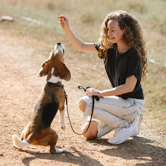 5 Common Dog Training Mistakes and How to Fix Them