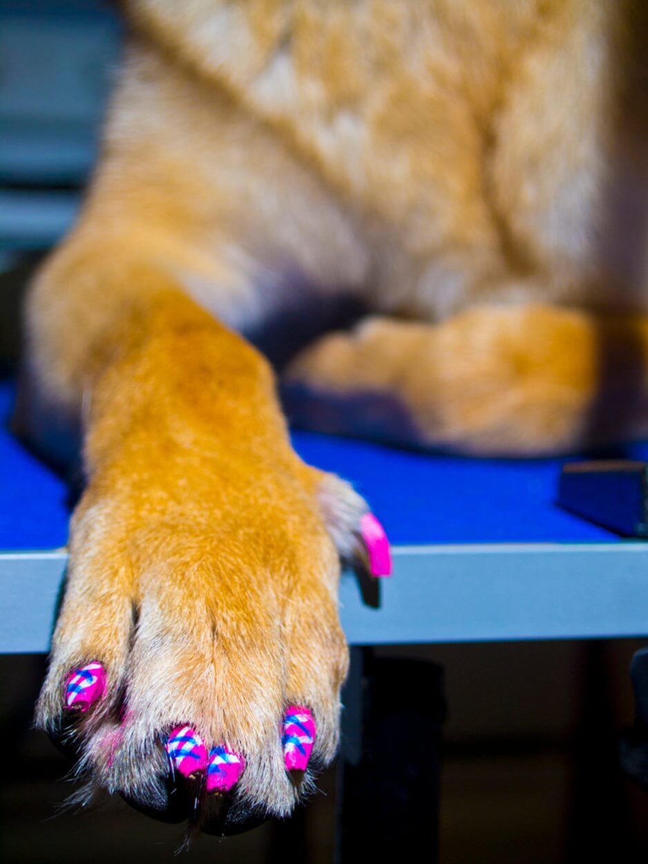 Is it Safe to Put Nail Polish on a Dog?