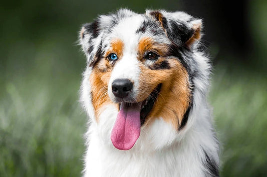 Unraveling Canine Genius: The Top 5 Most Intelligent Dog Breeds