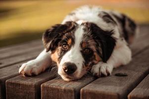 A Guide on How to Deal with Separation Anxiety in Dogs