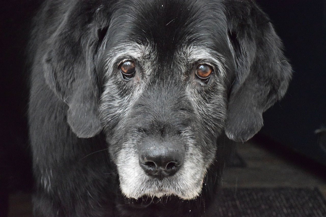 Loving Companions: A Guide to Caring for Your Elderly Dog