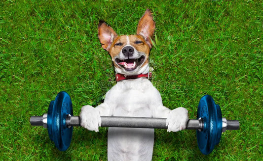 The Role of Exercise in a Dog's Mental and Physical Health