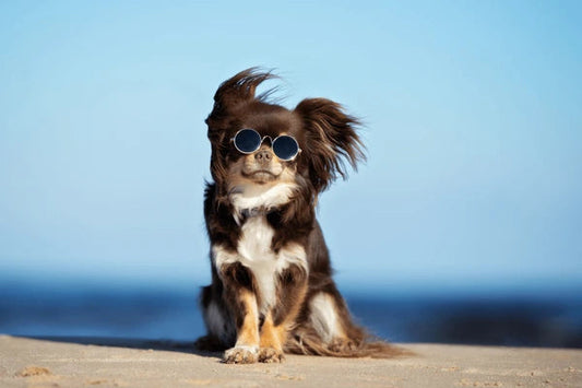 Summer Ready: Preparing Your Pup for Fun in the Sun