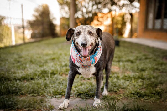 Embracing Age: The Benefits of Adopting a Senior Dog