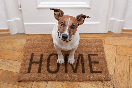 Creating a Safe and Comfortable Environment for Your Dog: Tips for Dog-Proofing Your Home