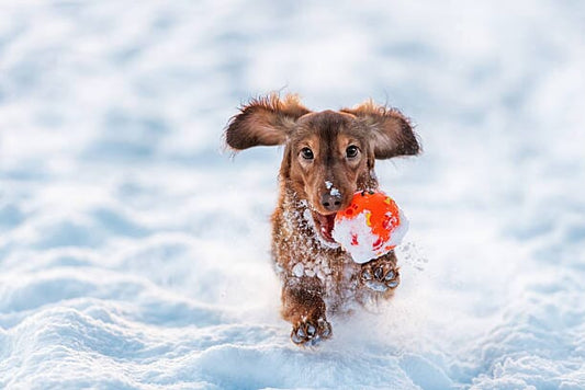 Winter Warmth: A Guide to Keeping Your Pets Cozy and Safe