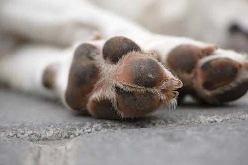 The Benefits of Using Paw Defense Wax: Protect Your Dog’s Paws from Harsh Weather