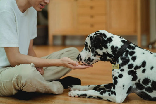 The Healing Power of Paws: How Owning a Dog Can Improve Your Health