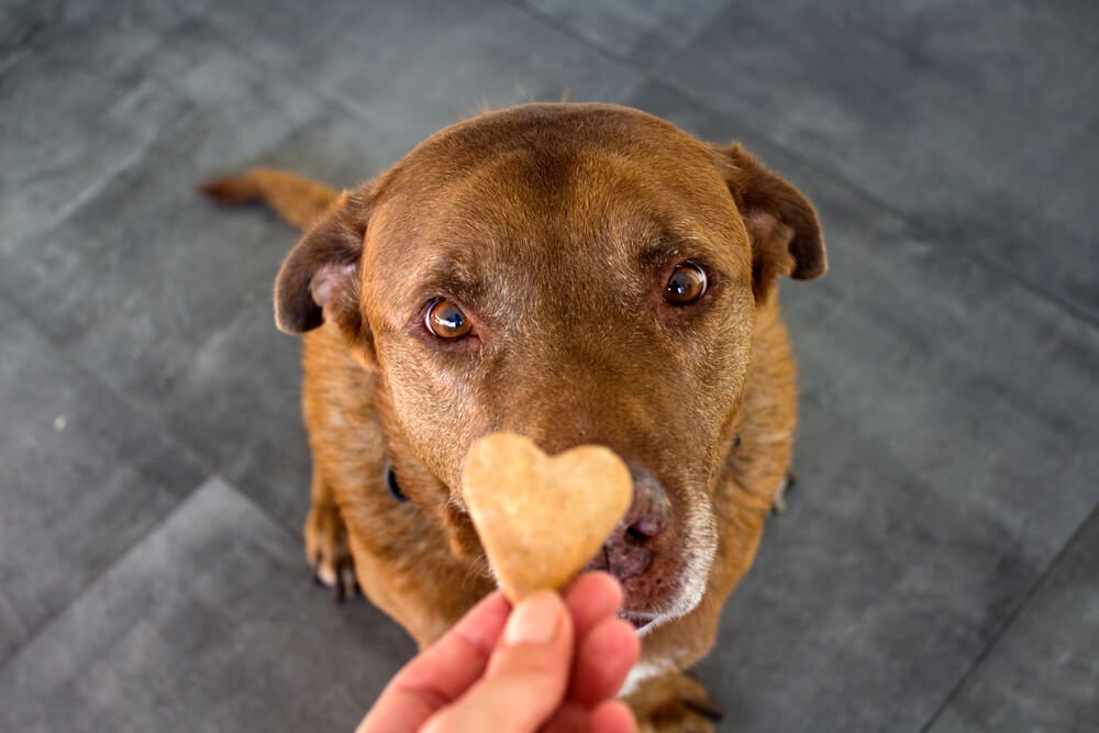 DIY Dog Treat Recipes Your Pup Will Love