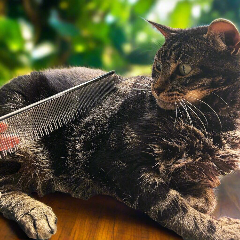Carding Cat Comb – Warren London