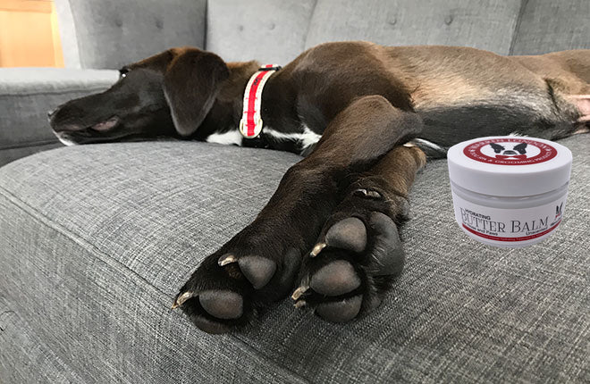 Hydrating Butter Balm - For Nose and Paws Spa Product Warren London 