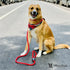 Climbing Rope Dog Leash - Red Leashes, Collars & Accessories Warren London 