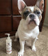 Hydrating Butter - For Dog's Skin & Coat - Leave-In Moisturizer Spa Product Warren London 