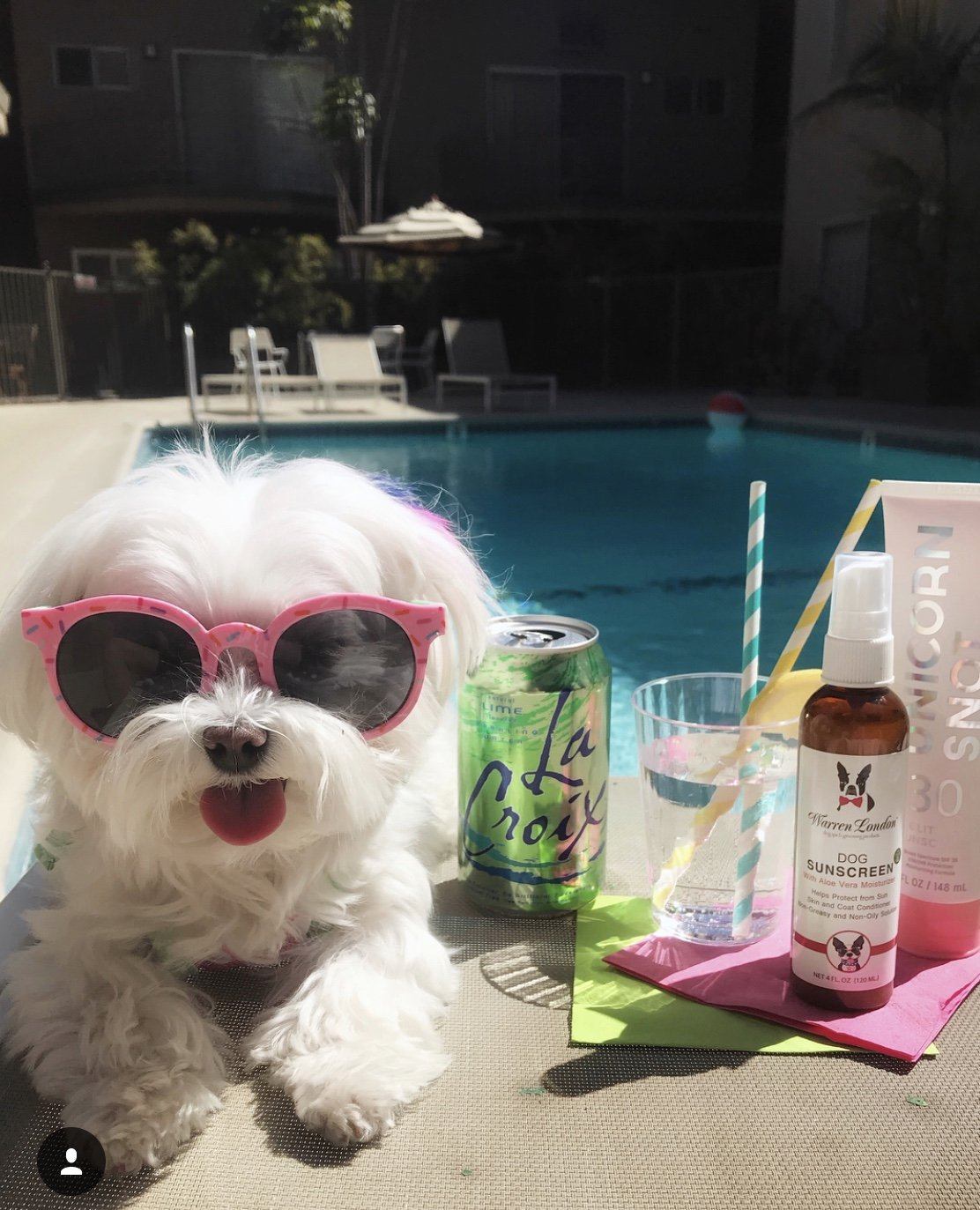 Dog Sunscreen With Aloe Vera Moisturizer Spa Product Warren London 