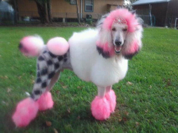 Critter Color - Temporary Pet Fur Coloring/Dog Dye – Warren London