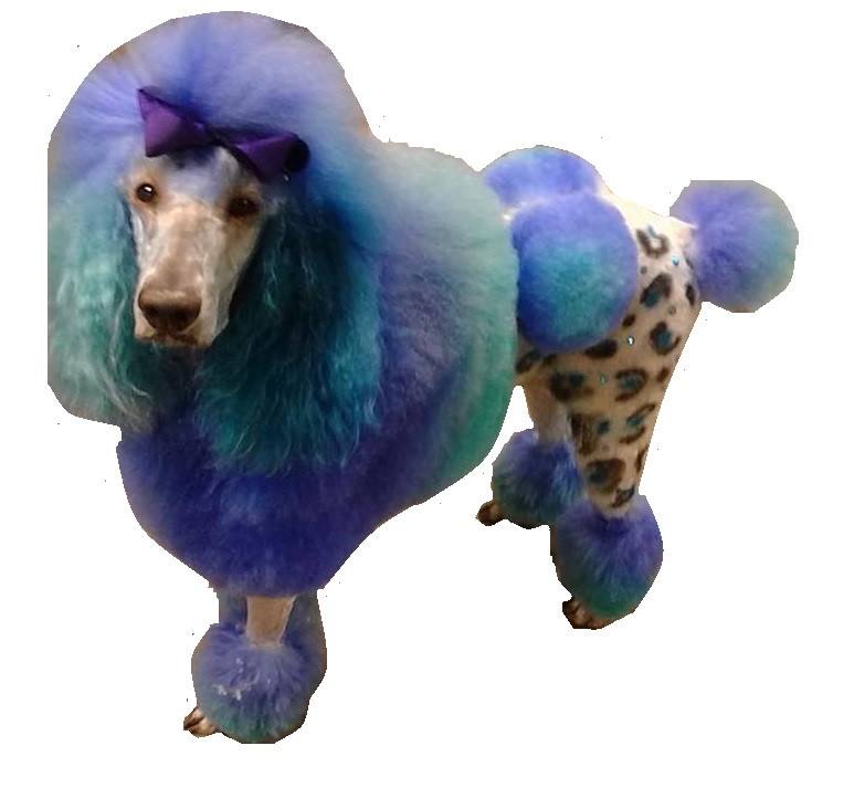 Critter Color - Temporary Pet Fur Coloring/Dog Dye – Warren London