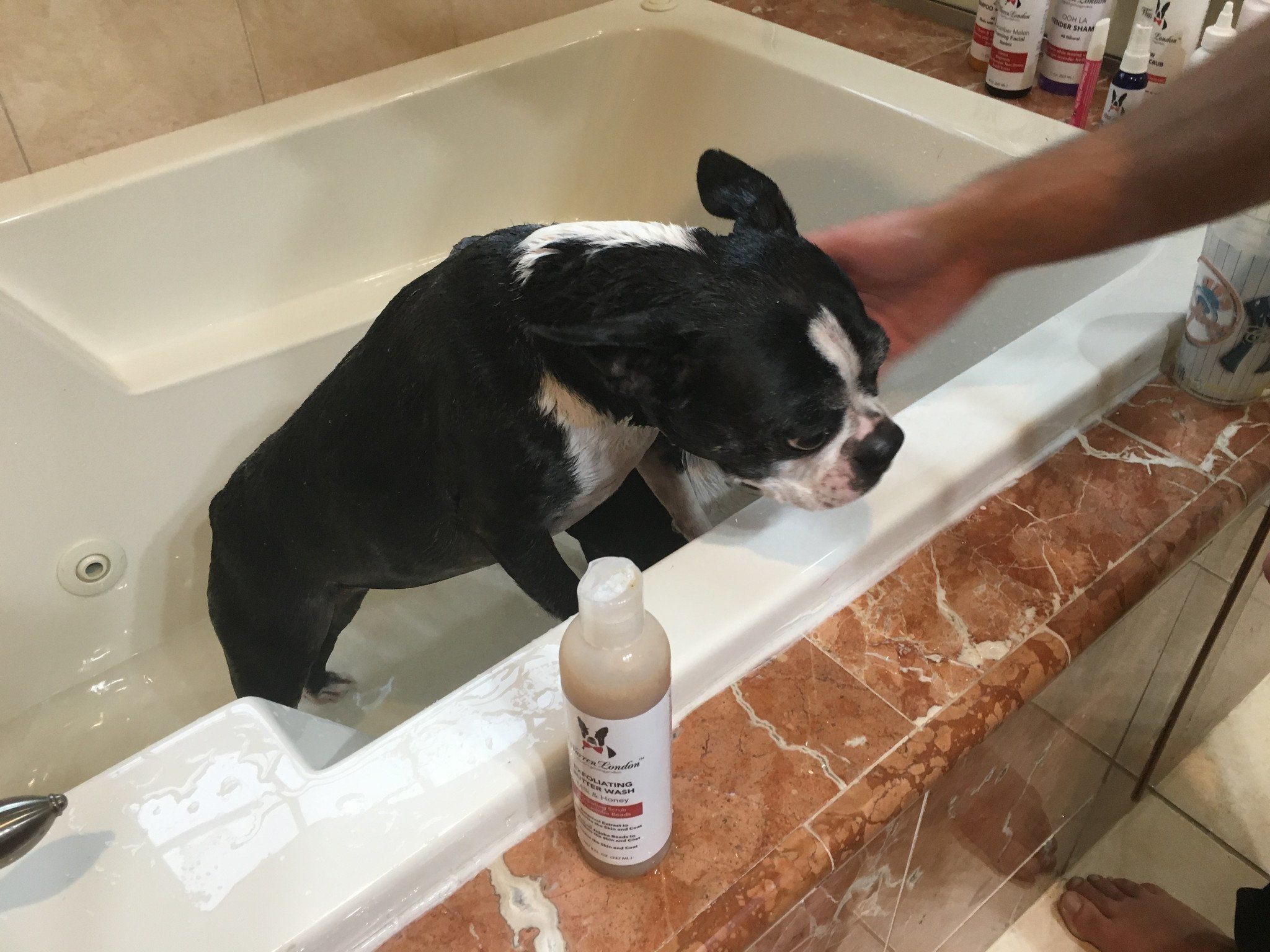 Exfoliating Butter Wash Dog Shampoo - With Natural Jojoba Beads Spa Product Warren London 